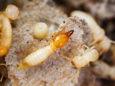 termites bait system