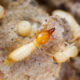 termites bait system