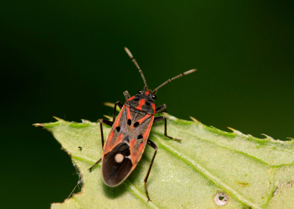 chinch bugs