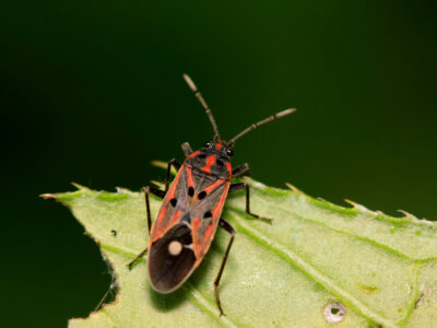 chinch bug
