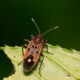 chinch bug