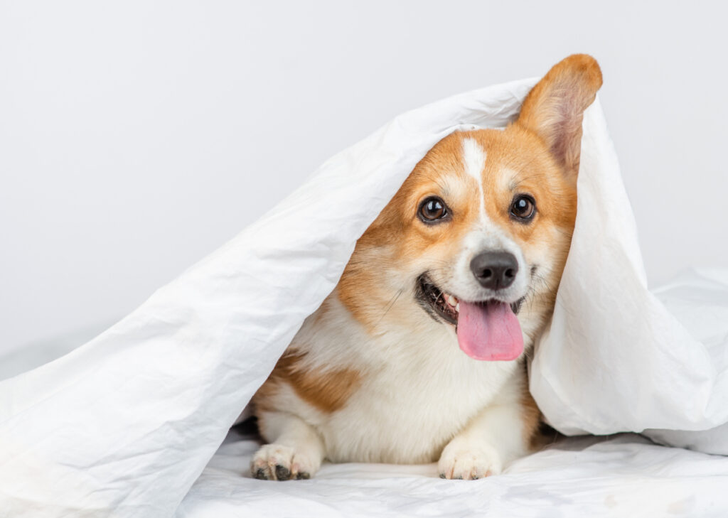 pest control safe for pets
