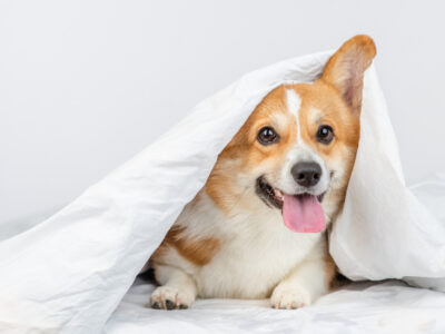 pest control safe for pets