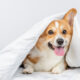 pest control safe for pets