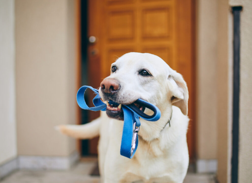 pest control safe for pets