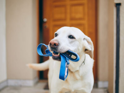 pest control safe for pets