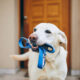 pest control safe for pets