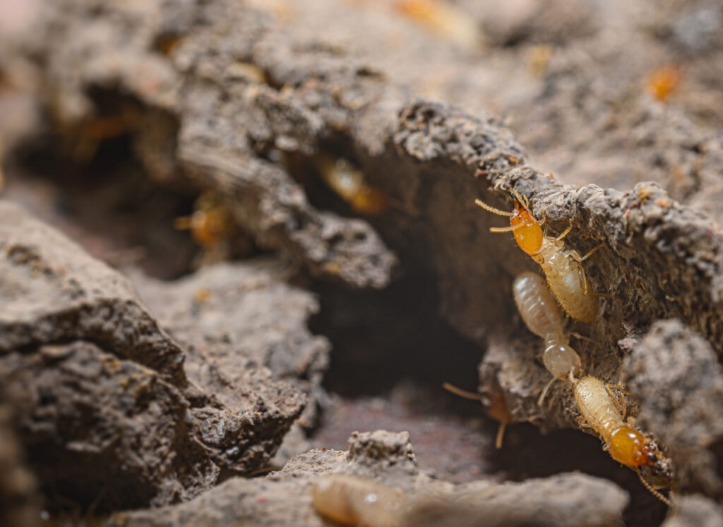 termites 
