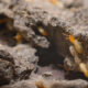 termites