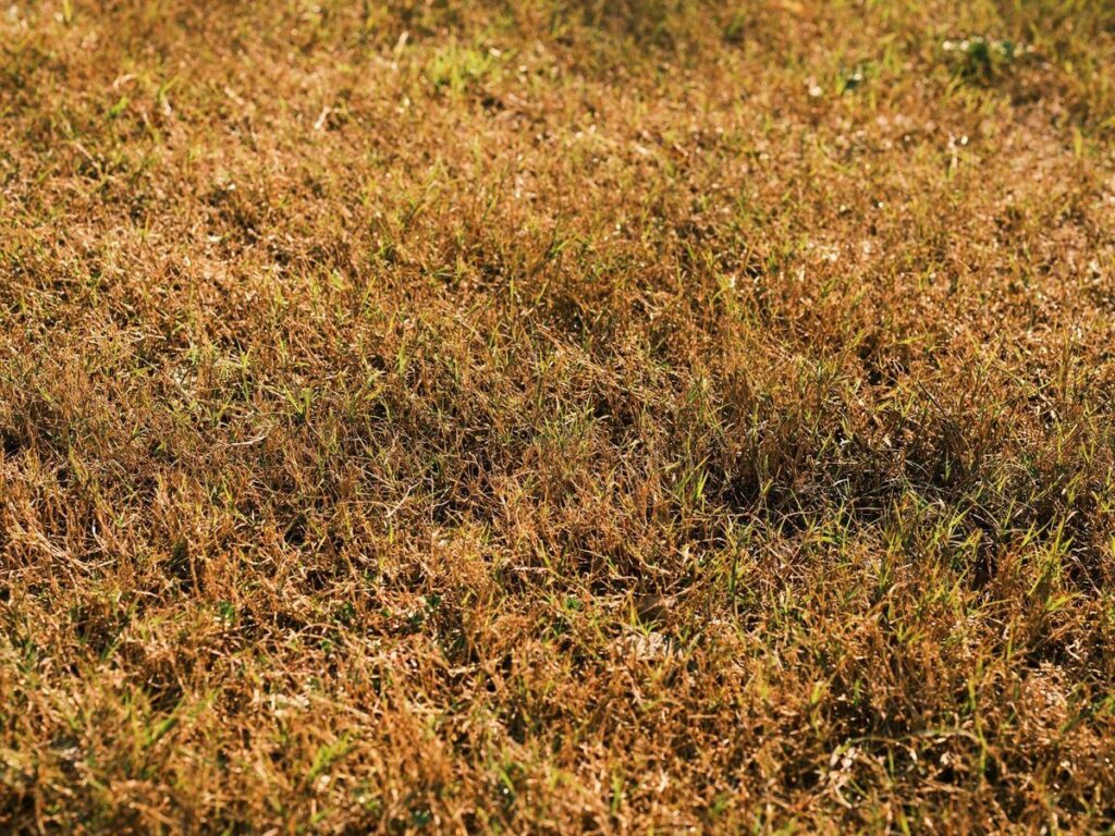 brown vs. green grass close-up