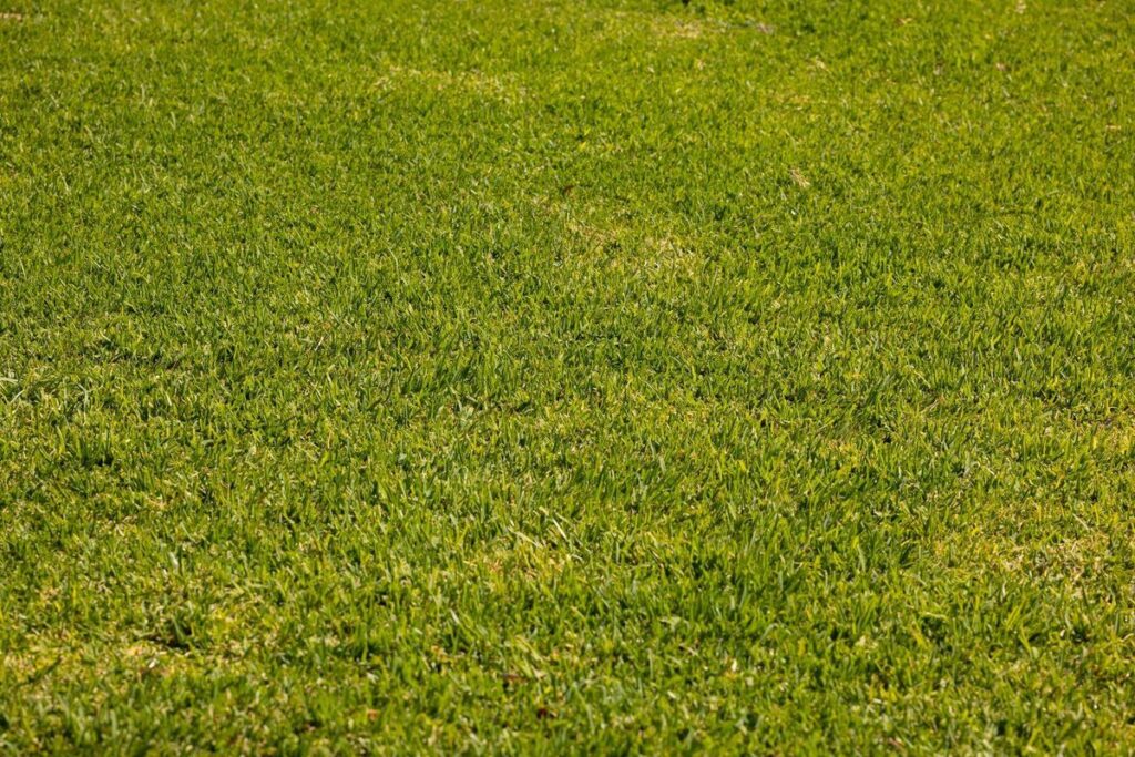 Close-up of a healthy St. Augustine grass lawn in full sun